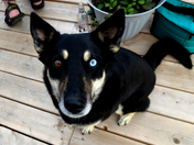 One Blue, One Brown Eye