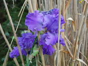 Beauty among the Bramble