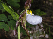Mountain Lady Slipper Orchid
