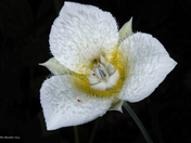 Mariposa Lily