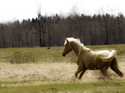 Buckskin Horse