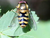 insect fascination continued