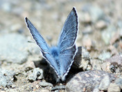 insect fascination continued