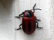 insect fascination continued