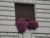 Flowers from the Stones