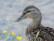 Portrait of a Duck