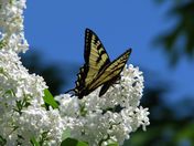 A Beachcombers Dream