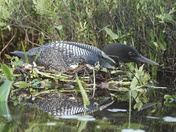 Loon on Nest