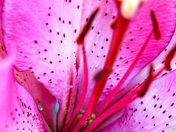 Pink Iris macro shot