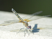 Portrait of a Double Winged Dragonfly 