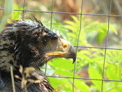 Wet Eaglet