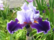 iris beauty