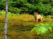 Quebec Fox