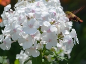 Hummingbird Clearwing Moth