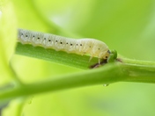 Caterpillar