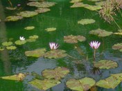 waterlilies