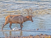 Jasper Elk