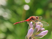 Enjoying the sun......