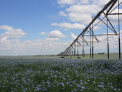 Flax Field