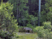 Wolf running along the Trans Canada