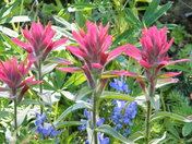indian paintbrush