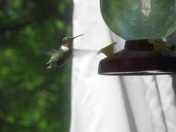male hummingbird