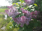 Lilacs