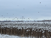 Blackbird, blackbird