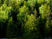 The Forest of Little Cove