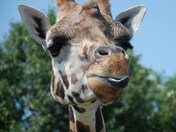 Heres looking at you....