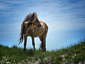Wild horse of Sable Island