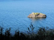 Got to be Seagull Island!