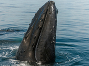 Humpback Whales
