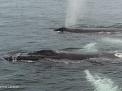 Humpback Whales