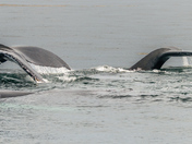Humpback Whales