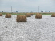 Hay field flooded