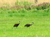 Sandhill Cranes