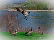 Coming in for landing