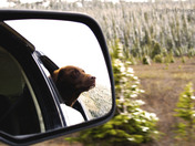 A Dog's Life Lessons