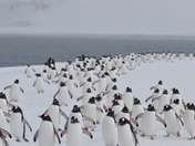 Return of The Gentoos