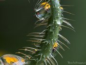 Magnificent Dewdrops