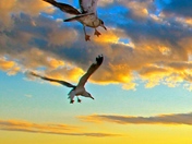 Seagulls and sunset.