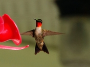 Happy Hummingbird