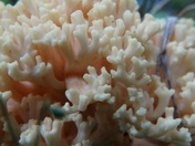 Coral?