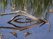 Young Solitary Sandpipers