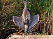 FLASHING.....a smile! 