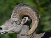 Rocky Mountain Sheep