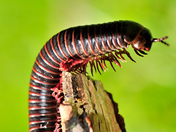 The millipede