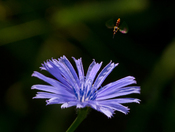 Hoverfly over chicory