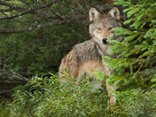 Algonquin Wolf